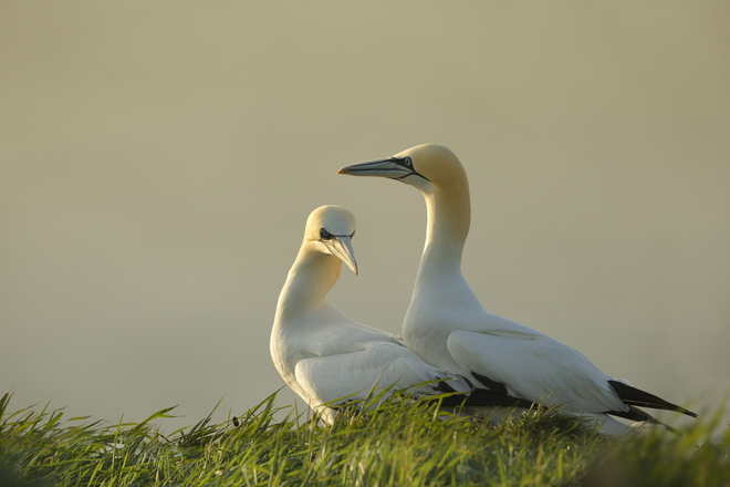 Robin-Lowry, Gannets, Bempton Cliffs, UK.