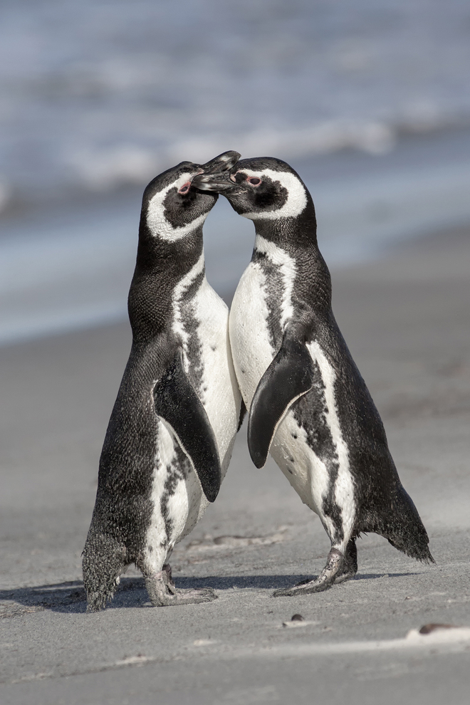 David Osborn, Magellanic Penguin Courtship.