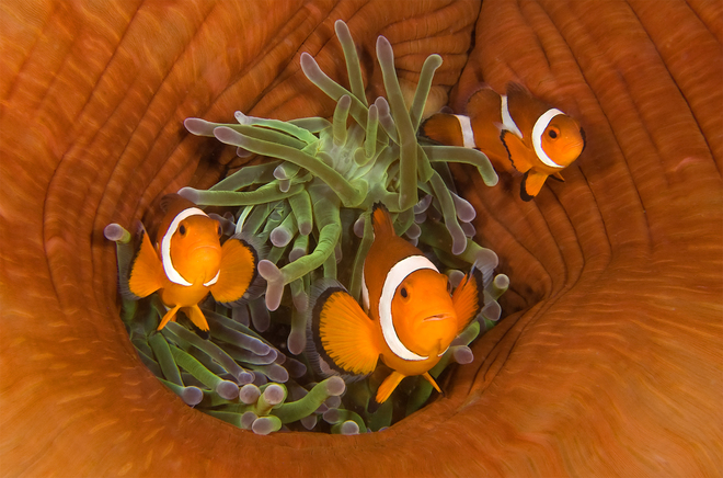 Len Deeley, Three Clownfishes with Closed Sea Anemone, Dumaguete, Philippines.