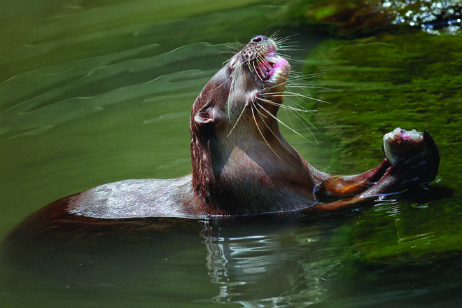 Monica Anantyowati, Win and Eat, Gembiraloka Zoo,Indonesia.