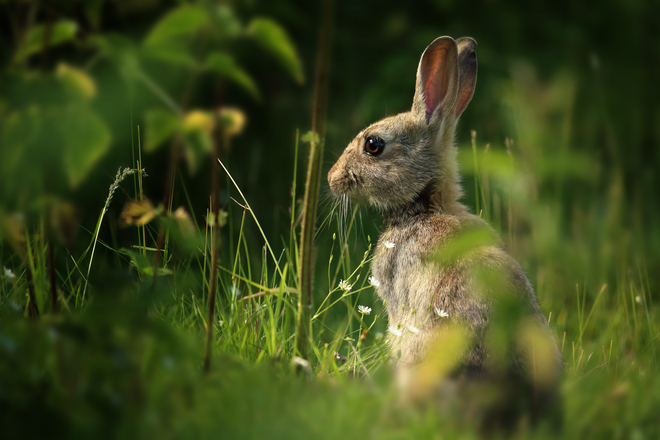 Robin Lowry, Tranquility, Bedfordshire.