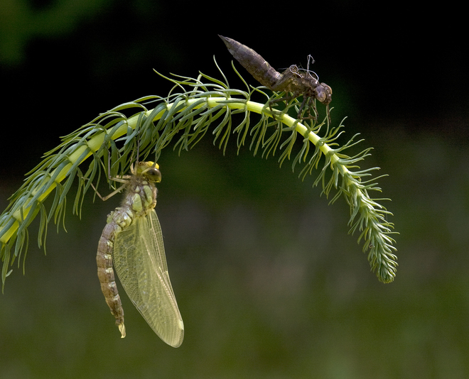 David Southern, Newly Emerged Dragonfly, Godalming, England.