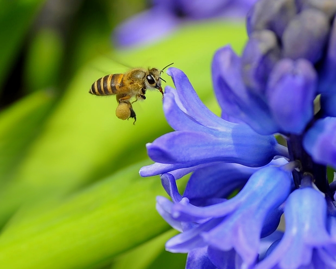 Leka Huie, Honey Bee, Hong Kong.