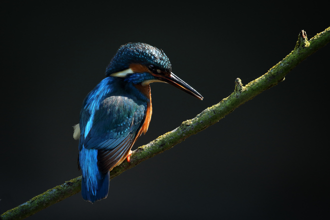 Robin Lowry, Kingfisher, Worcestershire.