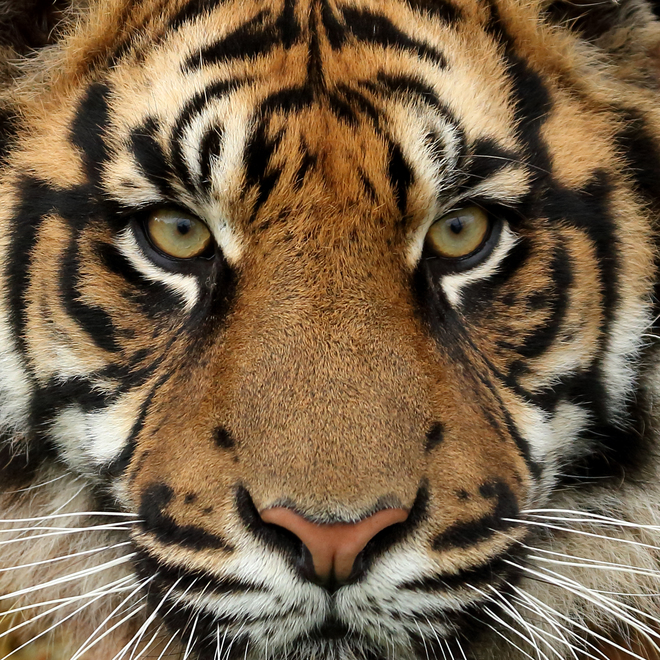 Robin Lowry, Eye Of The Tiger, Kent, UK.