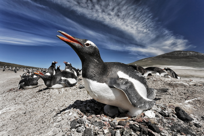 David Osborn, Gentoo Penguin on Nest, > Falkland Islands.”       title=       “David Osborn, Gentoo Penguin on Nest, Falkland Islands.” />       </p>
<p style=       