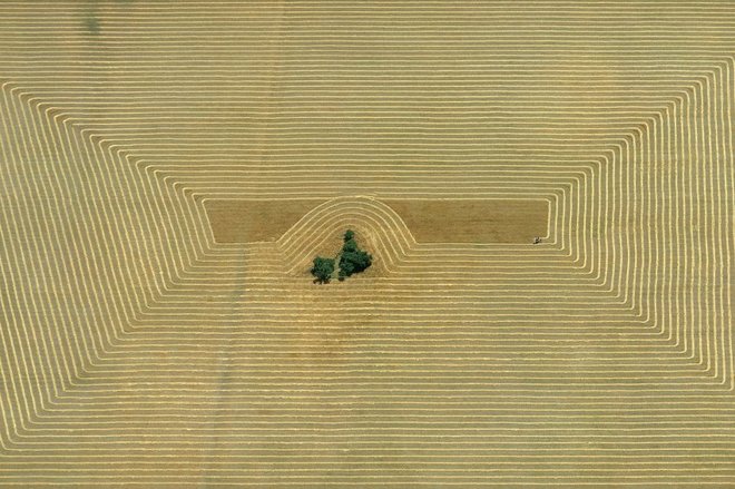 This field in Pampa, Argentina, shows the lengths that a farmer went to in cultivating his crops around a lone stand of trees in 1967.