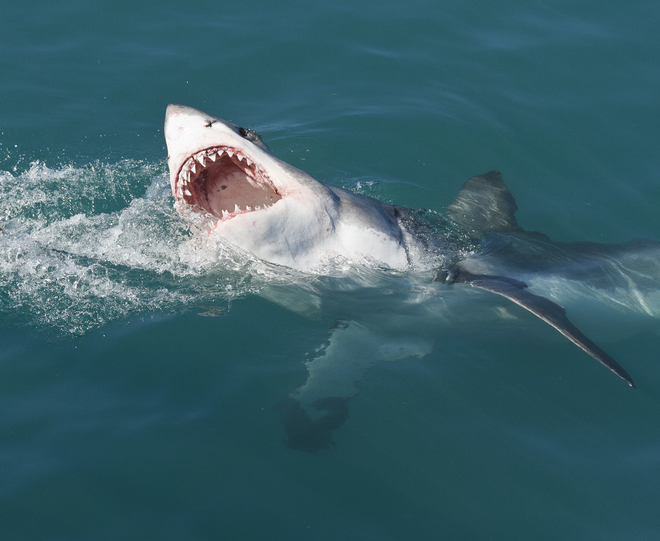 Gary Dean, Great White Shark, Gansbai, South Africa.