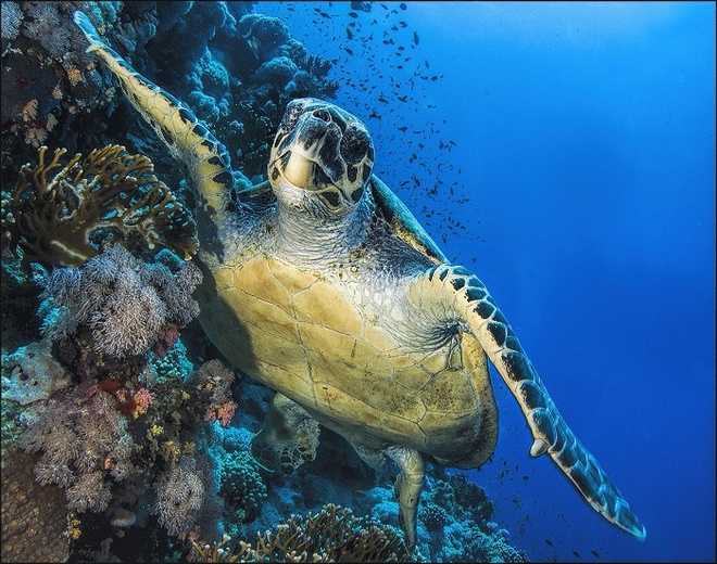 Len-Deeley, Green Turtle, Red Sea, Egypt.