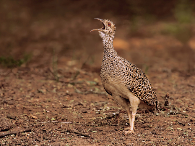 Mario Fiorucci, The Partridge Mount.