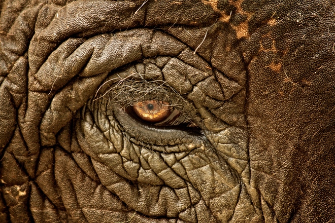 Jethro Stamps, Indian Elephant Eye, Chitwan, Nepal.