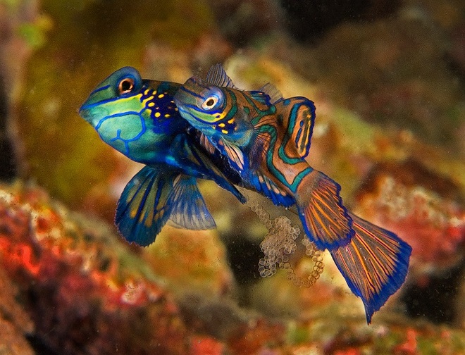 Mating Mandarin fishes taken by Len Deeley in Puerto Galera, Philippines