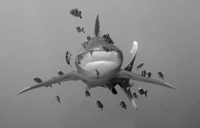 Len Deeley, Oceanic White Tip Shark with Pilot Fishes, Egyptian Red Sea.