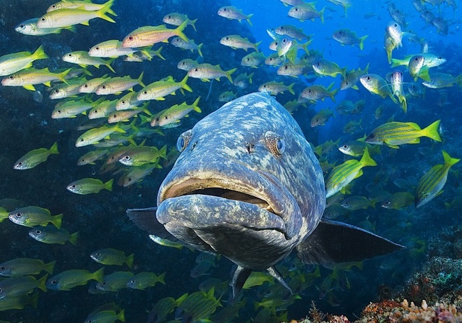 Potato Grouper with Snappers and Goatfishes taken by Len Deeley in Mozambique