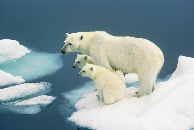 Thoughtful.Stuart-Yates.Svalbard.Norway