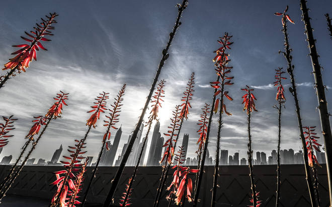 © Francis Cox, Flowers and Sky Above, Theme: The World Above Competition.