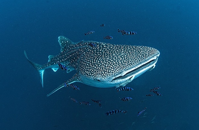 Len Deeley, Whale Shark with Pilot Fishes and Remora.